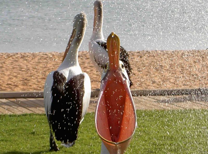 thirsty pelican catching freshwater