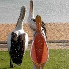 thirsty pelican catching freshwater