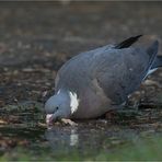 thirsty pigeon