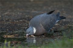 thirsty pigeon