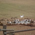 Thirsty sea-gulls