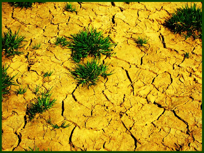 thirsty soil