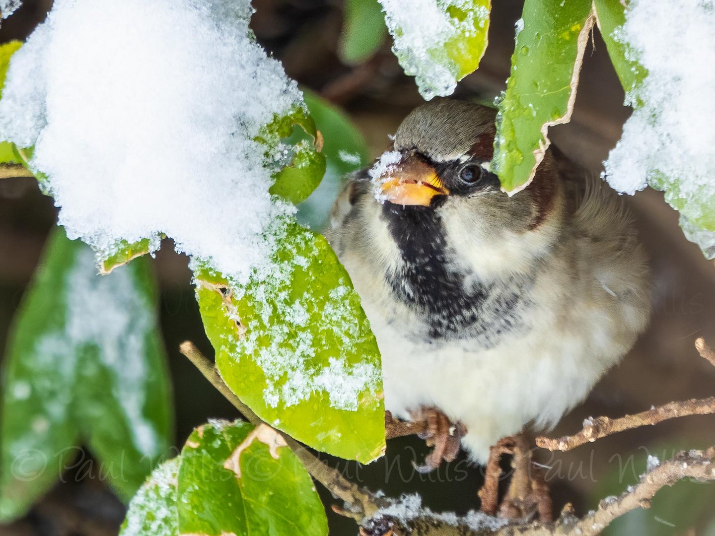 Thirsty Sparrow