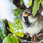 Thirsty Sparrow