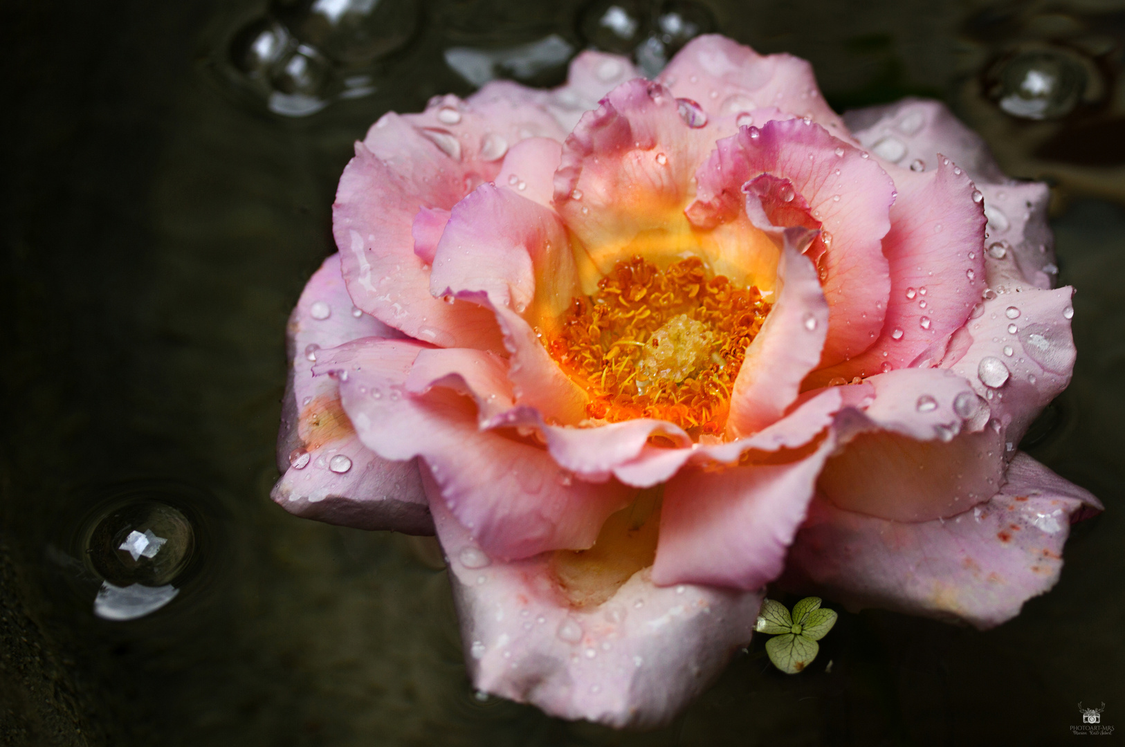 Thirsty Summer Rose