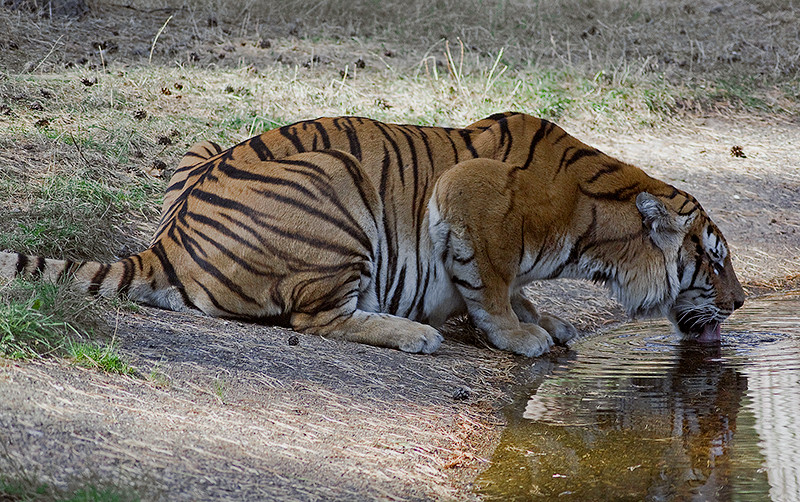 thirsty tiger