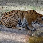 thirsty tiger