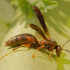 Thirsty Wasp