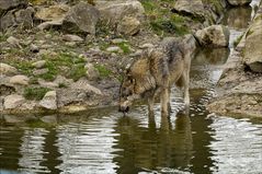 Thirsty Wolf