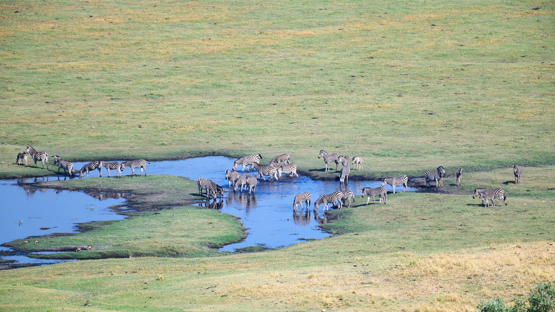 Thirty zebras