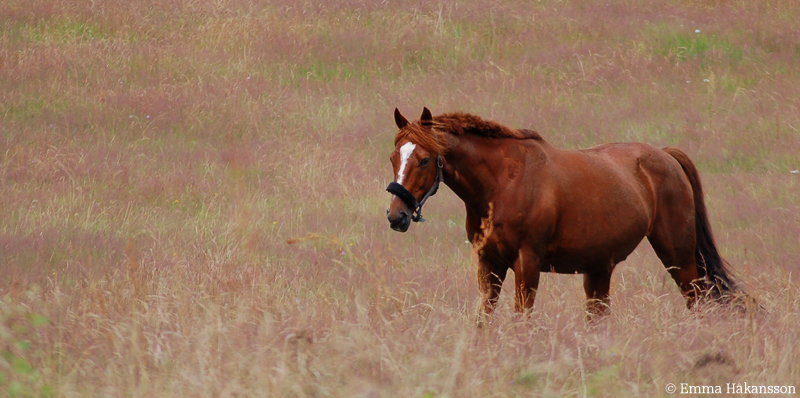 This is a real horsedream