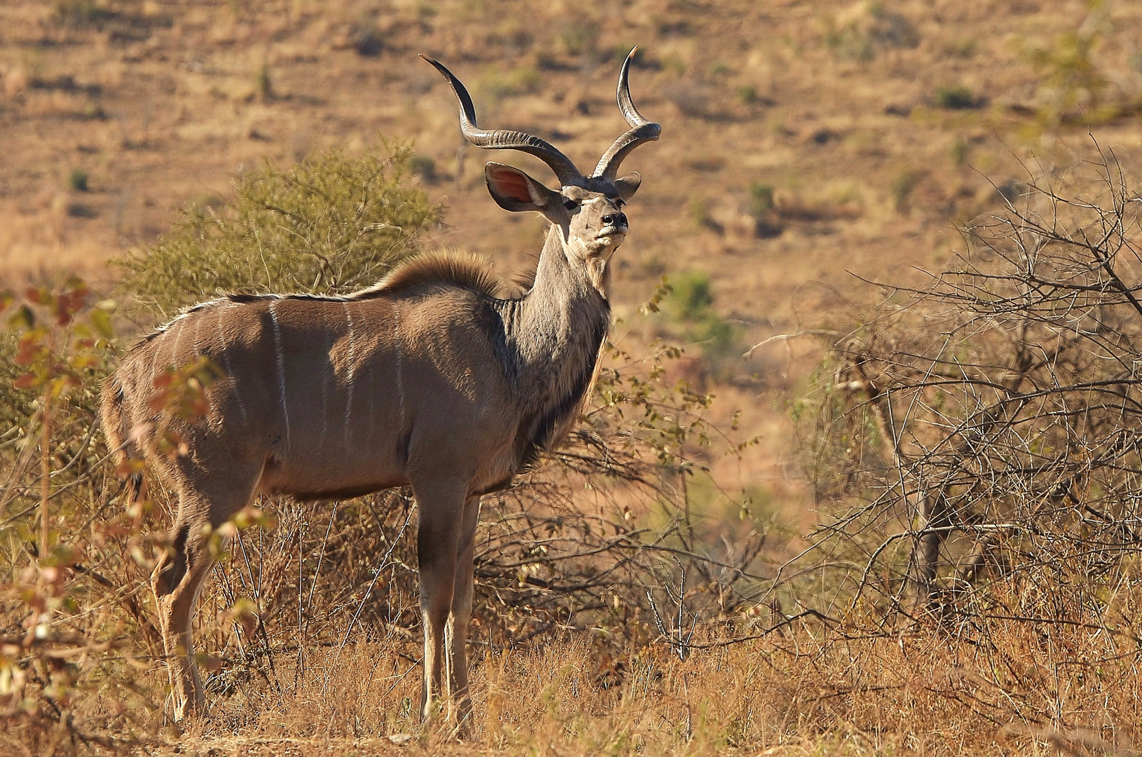 This is Africa - Kudu Bull
