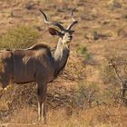 This is Africa - Kudu Bull