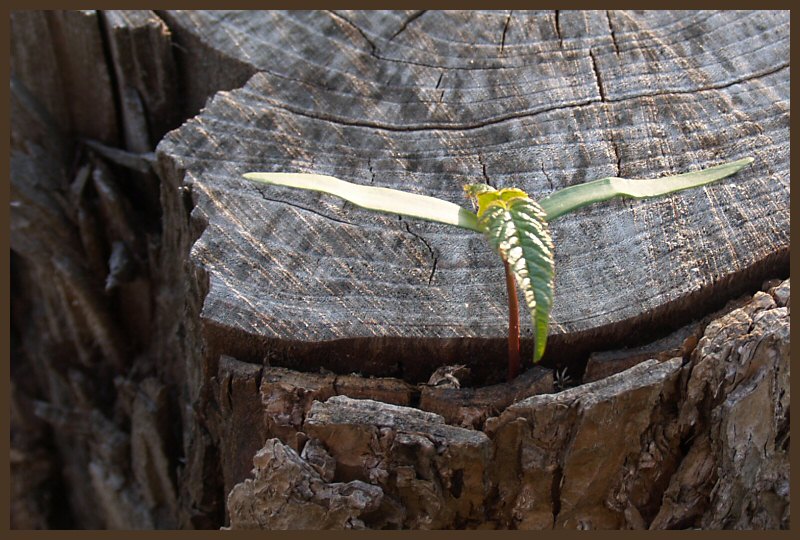 This is not a dragonfly...