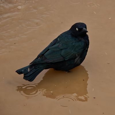 This is not America: bedripst