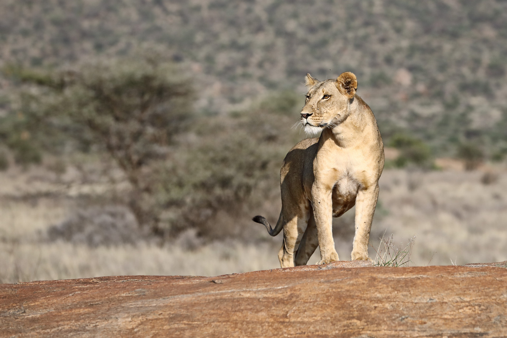 This is the only place on Earth where lions live alone - Samburu National Reserve