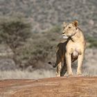 This is the only place on Earth where lions live alone - Samburu National Reserve