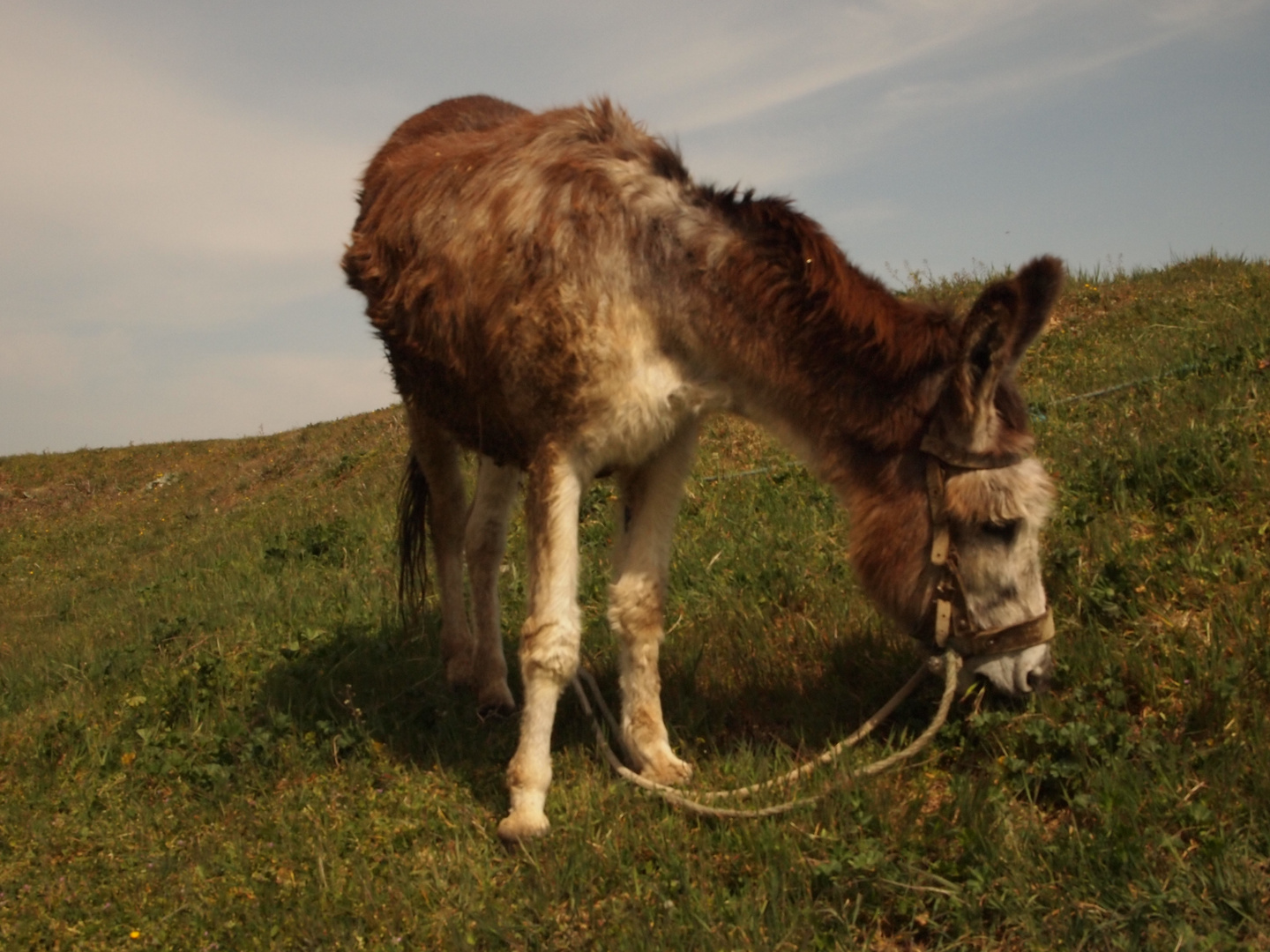 This mule was the most popular model during our foto-trip to portugal