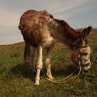 This mule was the most popular model during our foto-trip to portugal