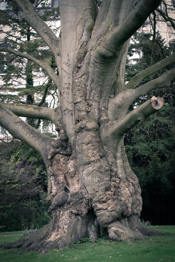 This old, sad, tattooed tree with a peacock on it