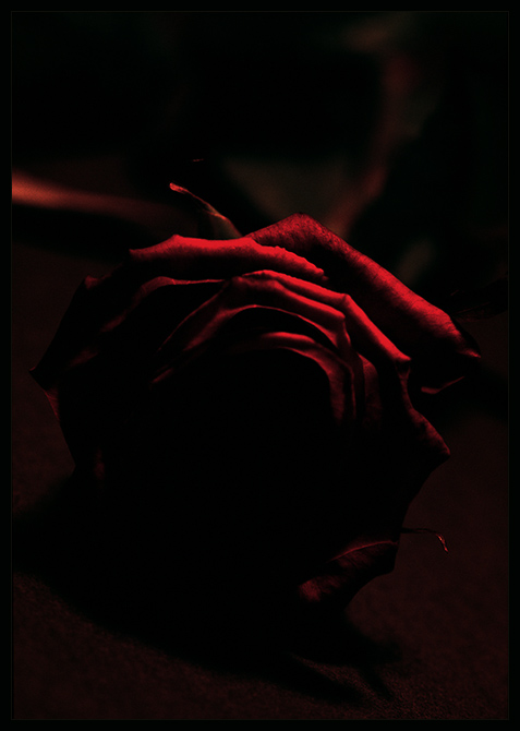 this rose will never die, this rose will never die