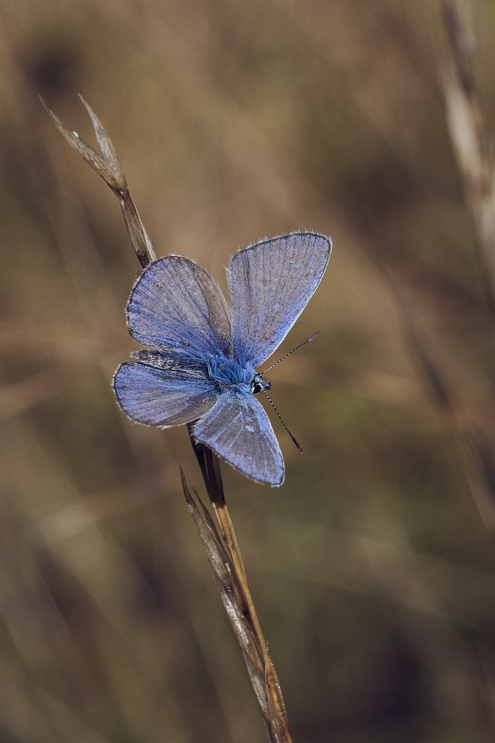 this season's last flash of blue