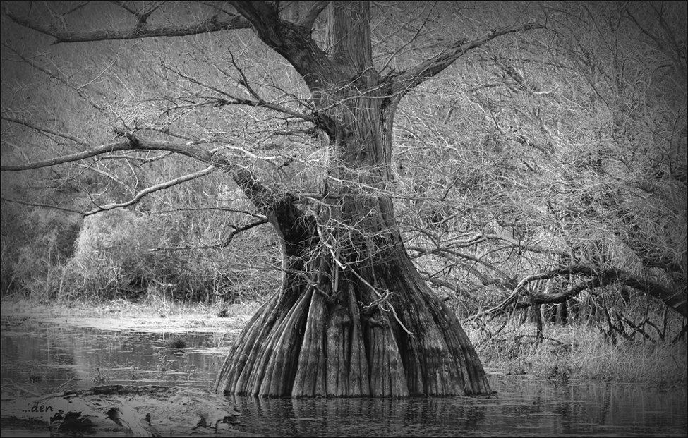 This very old Cypress Tree......