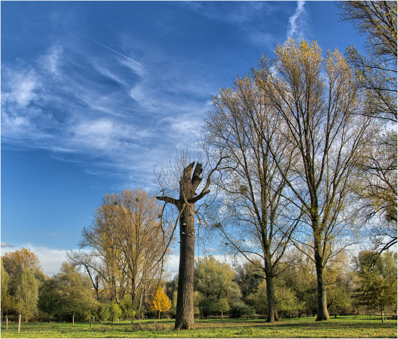 This We Have Now - trees and sky