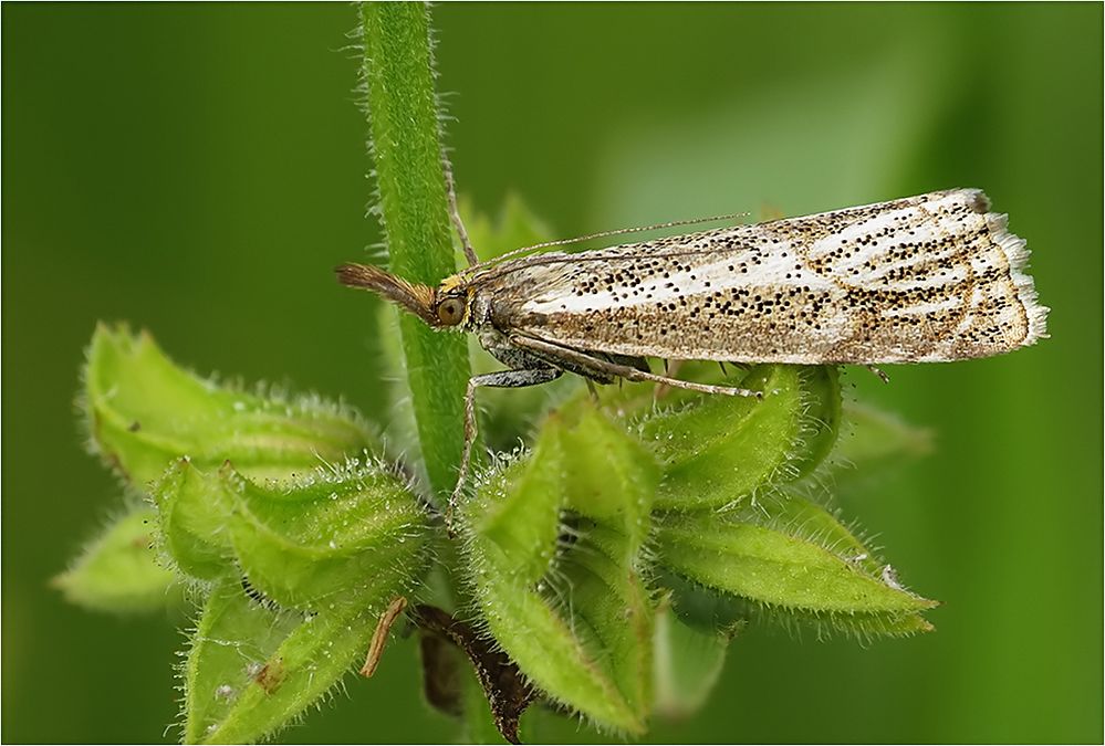  Thisanotia chrysonuchella 