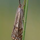 Thisanotia chrysonuchella