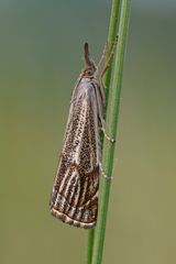 Thisanotia chrysonuchella