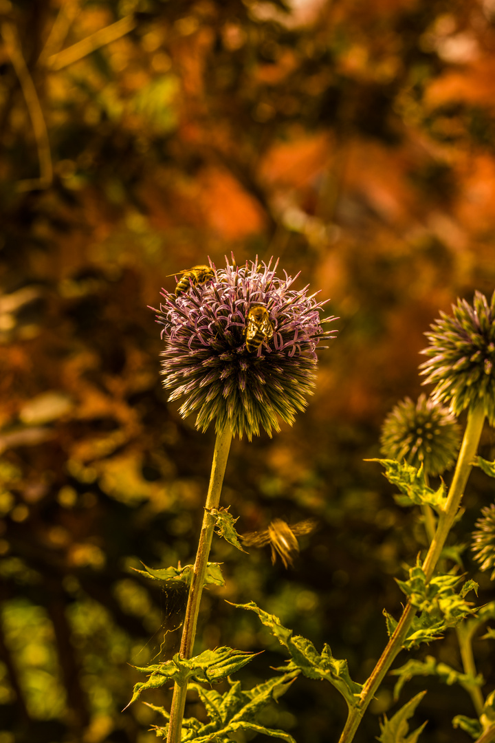 Thistle