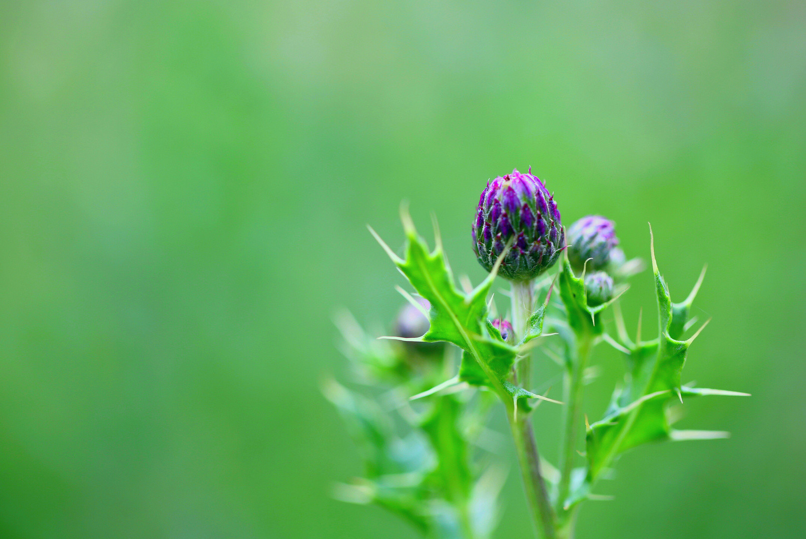 Thistle 