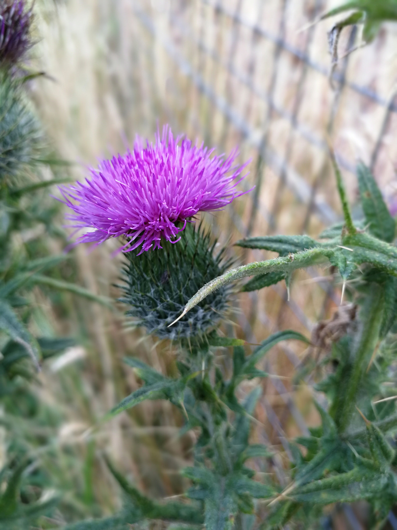 Thistle...