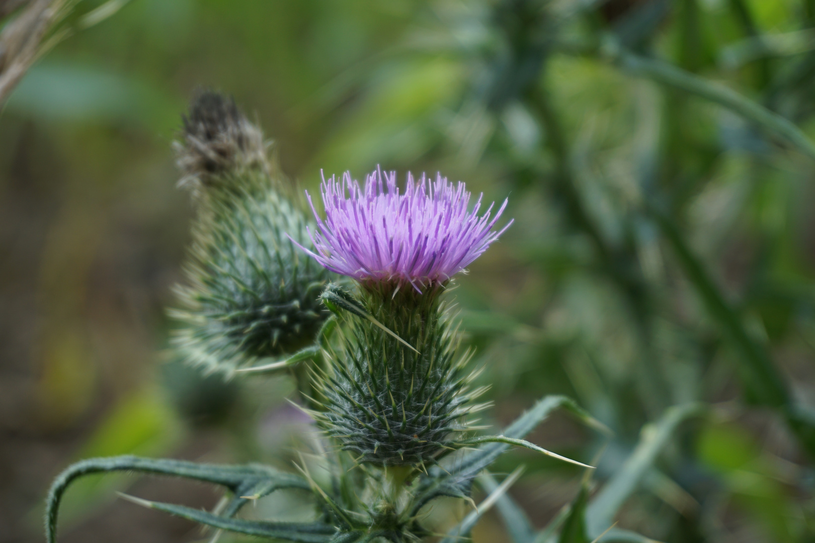 Thistle