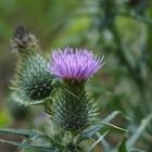 Thistle