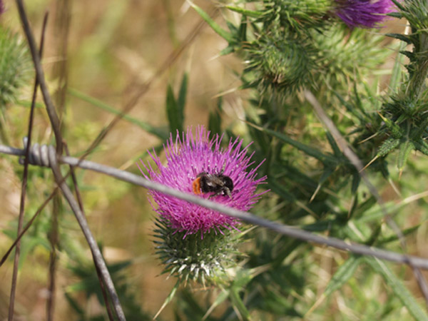 Thistle