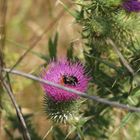 Thistle