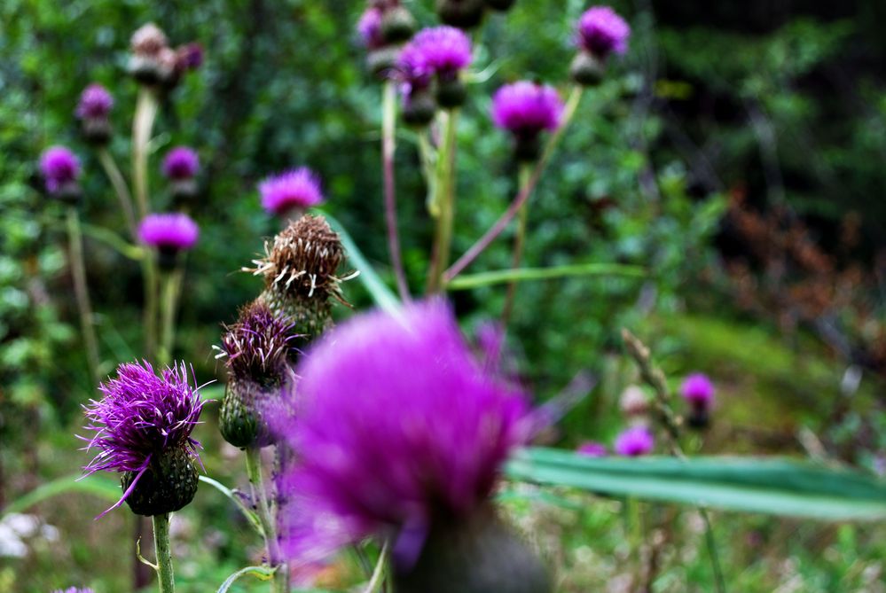 Thistle von Andre Walter (GOOMPI) 