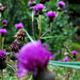 Thistle