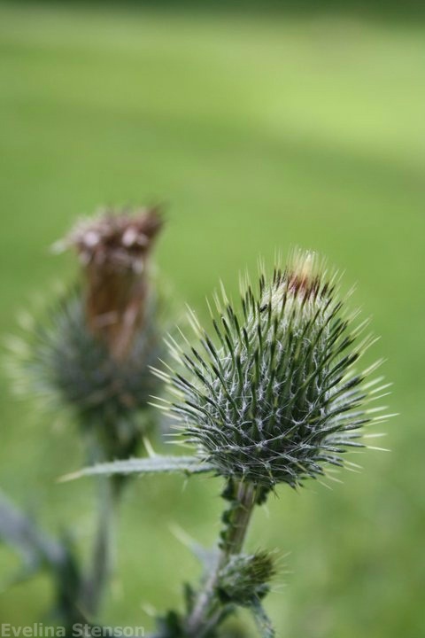 thistle