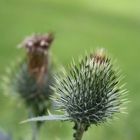 thistle