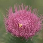 Thistle