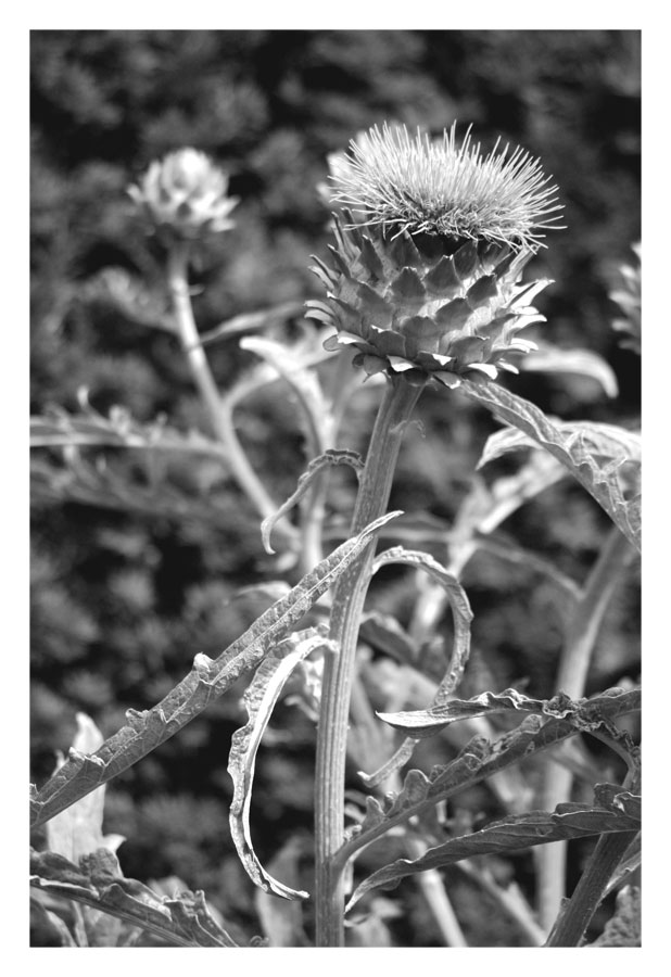 thistle