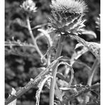 thistle