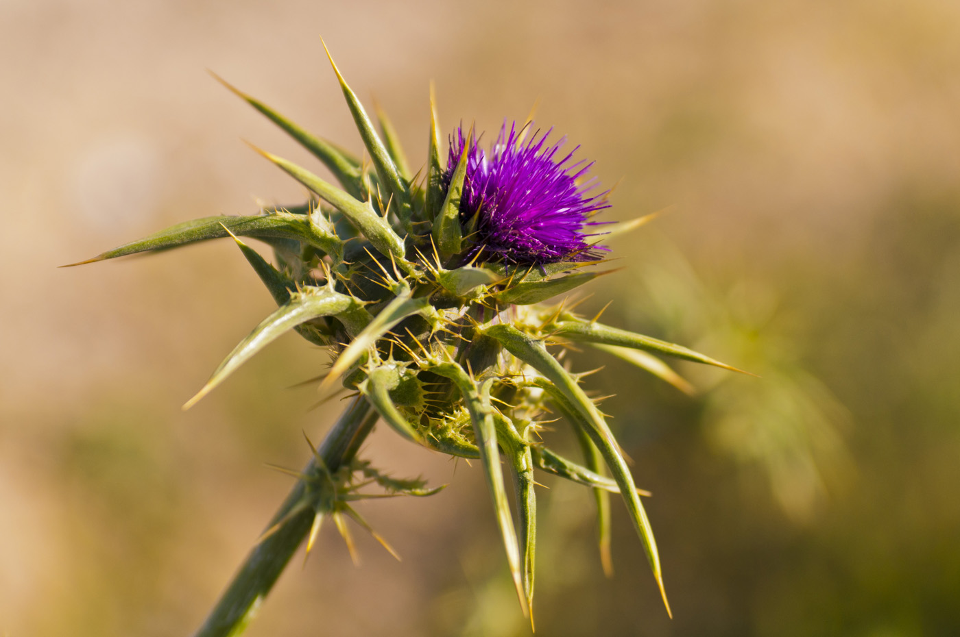 Thistle