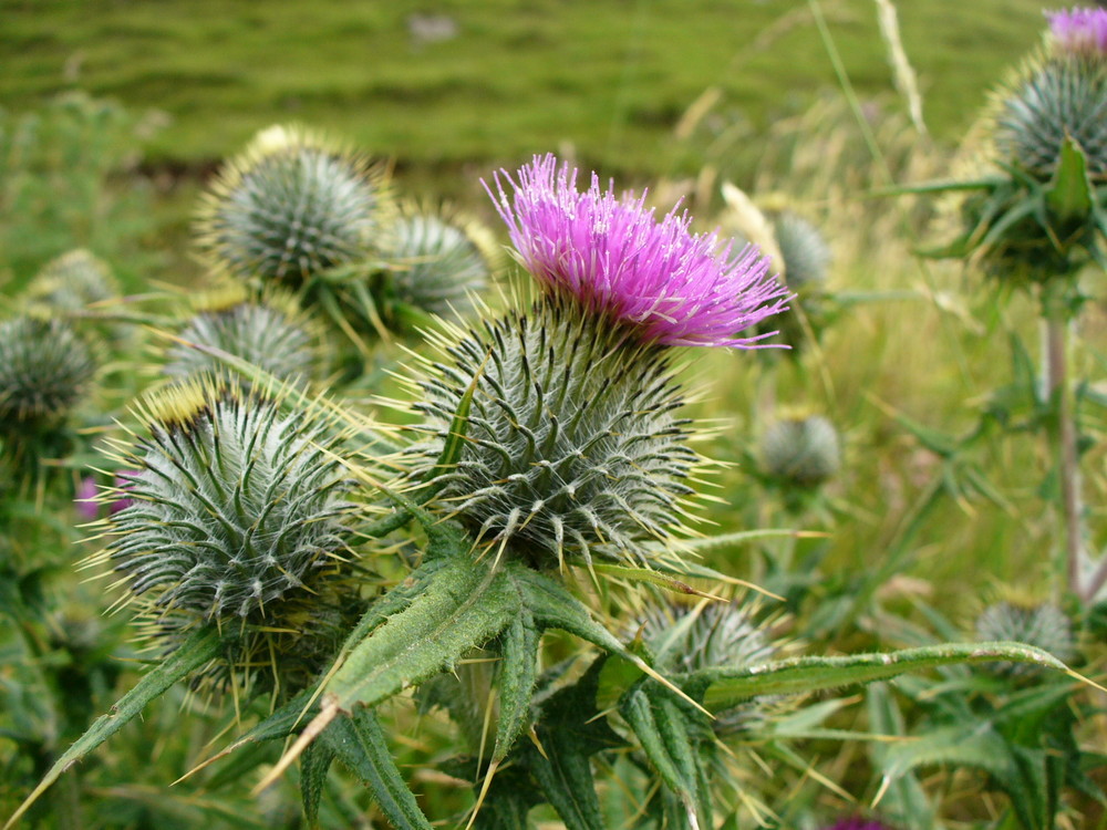 Thistle