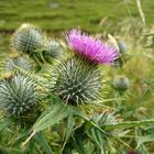 Thistle