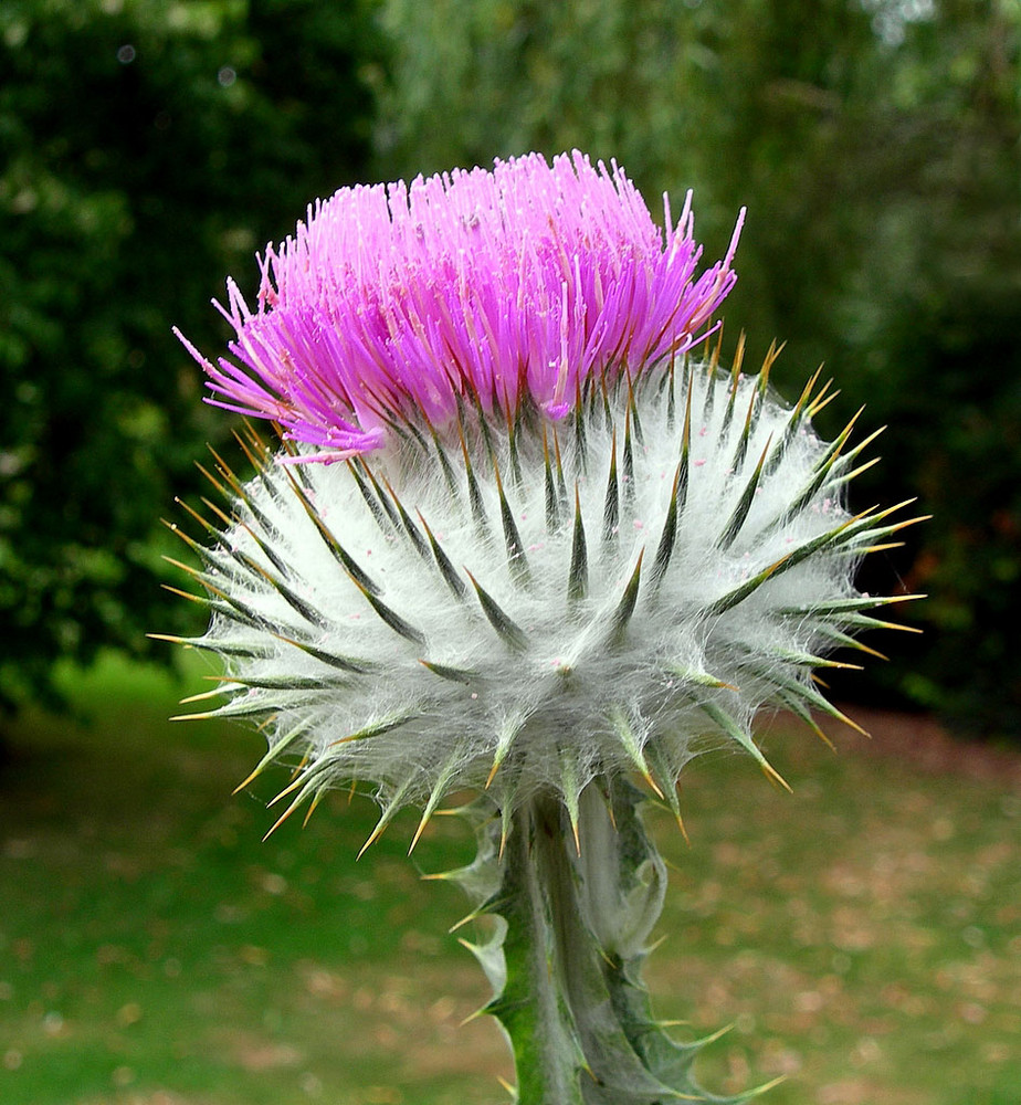 Thistle