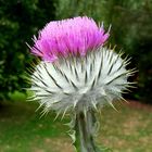 Thistle